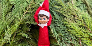 Salisbury Greenhouse-Sherwood Park-Alberta-Decorating with Christmas evergreens