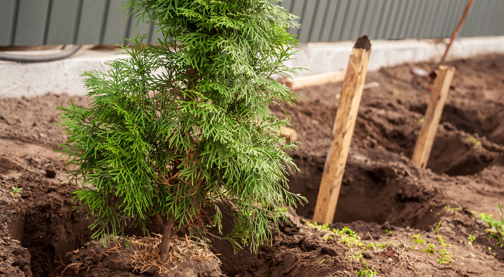 Salisbury Greenhouse-Sherwood Park-Alberta-Early Inspiration for an Evergreen Refresh-evergreens spacing before planting