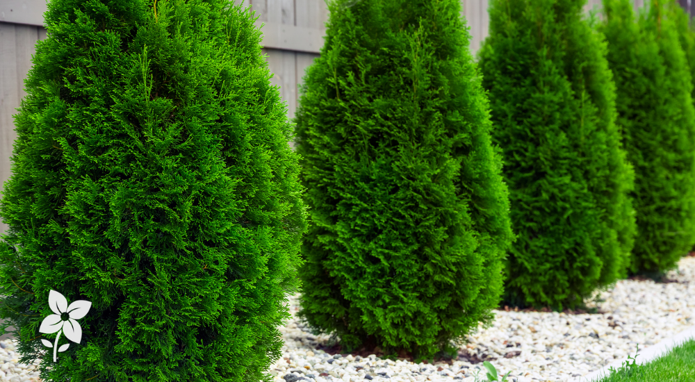 Salisbury Greenhouse-Sherwood Park-Alberta-Early Inspiration for an Evergreen Refresh