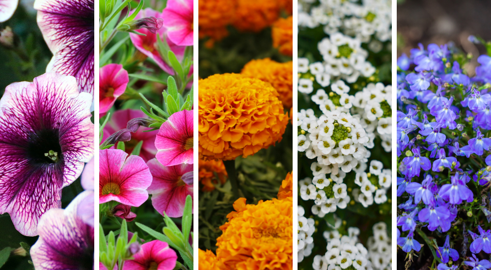Salisbury Greenhouse-Sherwood Park-Alberta- Easy Ways to Finish Your Garden Beds-containers in garden