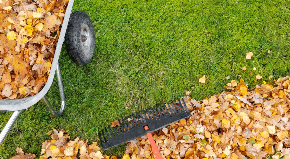 Salisbury Greenhouse-Sherwood Park-Alberta-Fall Lawn Care for a Stronger Spring-Raking Leaves