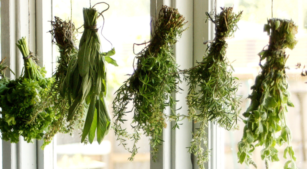 Salisbury Greenhouse-Sherwood Park-Alberta-From Harvest to the Kitchen-Drying Herbs