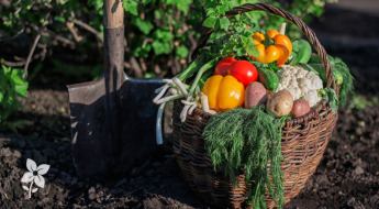 Salisbury Greenhouse-Sherwood Park-Alberta-From Harvest to the Kitchen-Hero