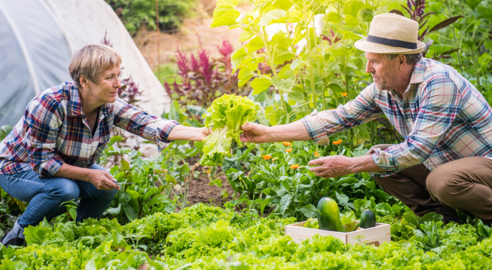 Salisbury Greenhouse-Sherwood Park-Alberta-From Harvest to the Kitchen-Overflowing Garden