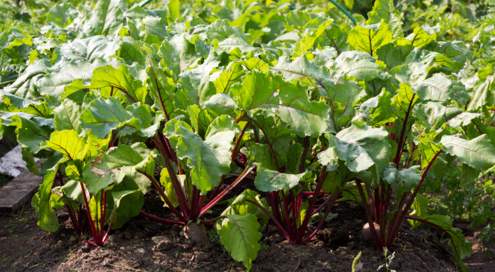 Salisbury Greenhouse-Sherwood Park-Alberta-Frost Enhancement-Many Fall Greens & Root Veggies Actually Taste Sweeter After A Light Frost-Beets