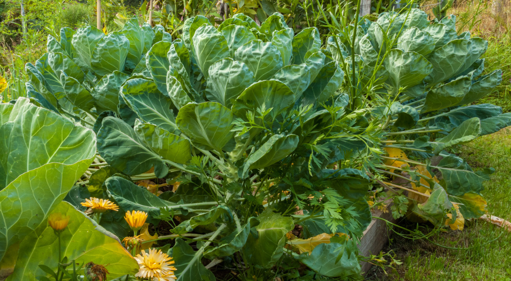 Salisbury Greenhouse-Sherwood Park-Alberta-Frost Enhancement-Many Fall Greens & Root Veggies Actually Taste Sweeter After A Light Frost-Brussels Sprouts