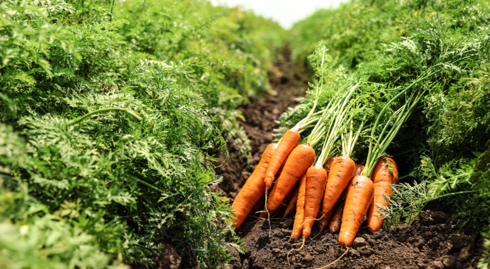 Salisbury Greenhouse-Sherwood Park-Alberta-Frost Enhancement-Many Fall Greens & Root Veggies Actually Taste Sweeter After A Light Frost-Carrots