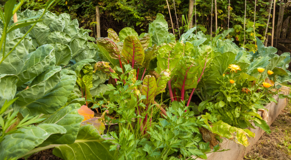Salisbury Greenhouse-Sherwood Park-Alberta-Frost Enhancement-Many Fall Greens & Root Veggies Actually Taste Sweeter After A Light Frost-Fall Garden