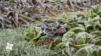 Salisbury Greenhouse-Sherwood Park-Alberta-Frost Enhancement-Many Fall Greens & Root Veggies Actually Taste Sweeter After A Light Frost-Hero