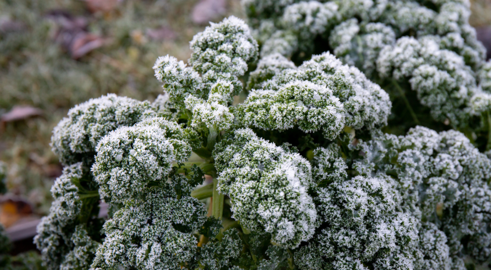 Salisbury Greenhouse-Sherwood Park-Alberta-Frost Enhancement-Many Fall Greens & Root Veggies Actually Taste Sweeter After A Light Frost-Kale