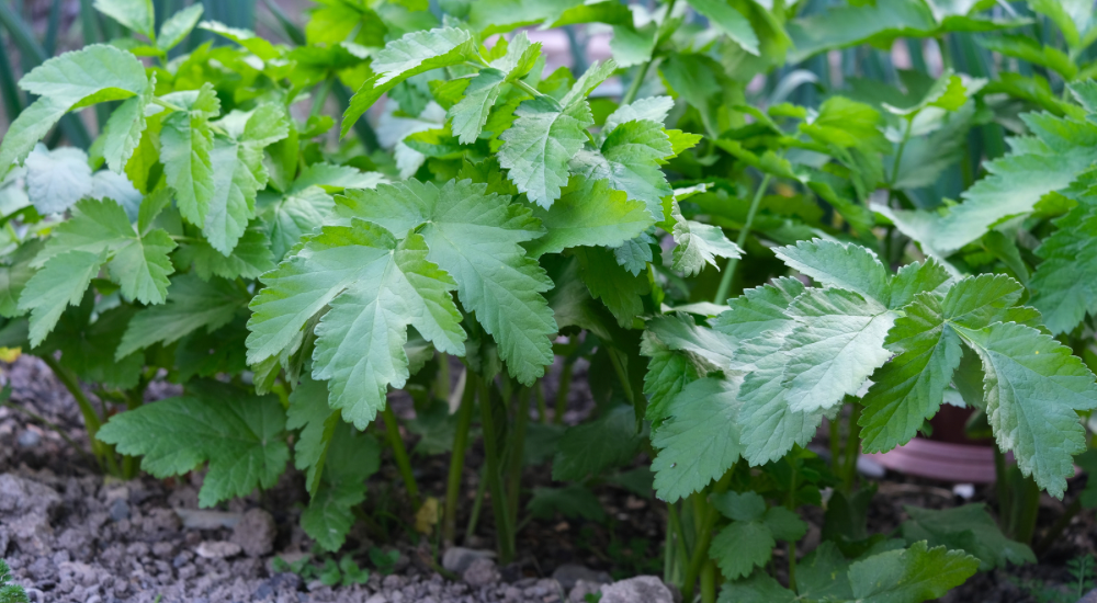 Salisbury Greenhouse-Sherwood Park-Alberta-Frost Enhancement-Many Fall Greens & Root Veggies Actually Taste Sweeter After A Light Frost-Parsnips