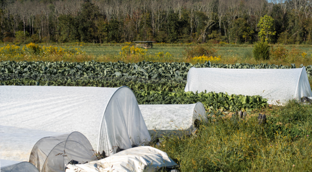 Salisbury Greenhouse-Sherwood Park-Alberta-Frost Enhancement-Many Fall Greens & Root Veggies Actually Taste Sweeter After A Light Frost-Row Covers