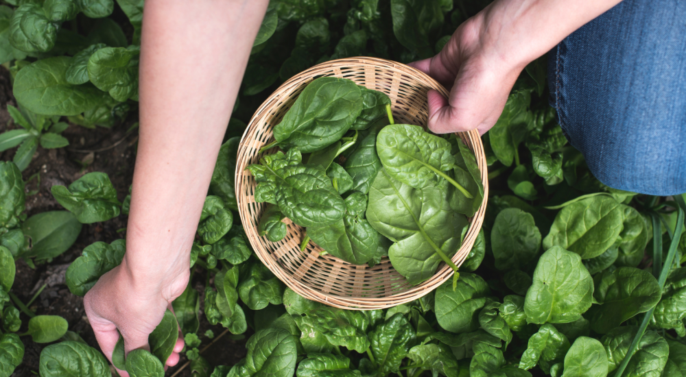 Salisbury Greenhouse-Sherwood Park-Alberta-Frost Enhancement-Many Fall Greens & Root Veggies Actually Taste Sweeter After A Light Frost-Spinach
