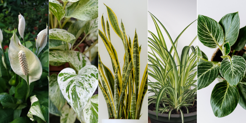 Salisbury Greenhouse-Sherwood Park-Alberta-How Houseplants Improve Mood and Mind-indoor plants