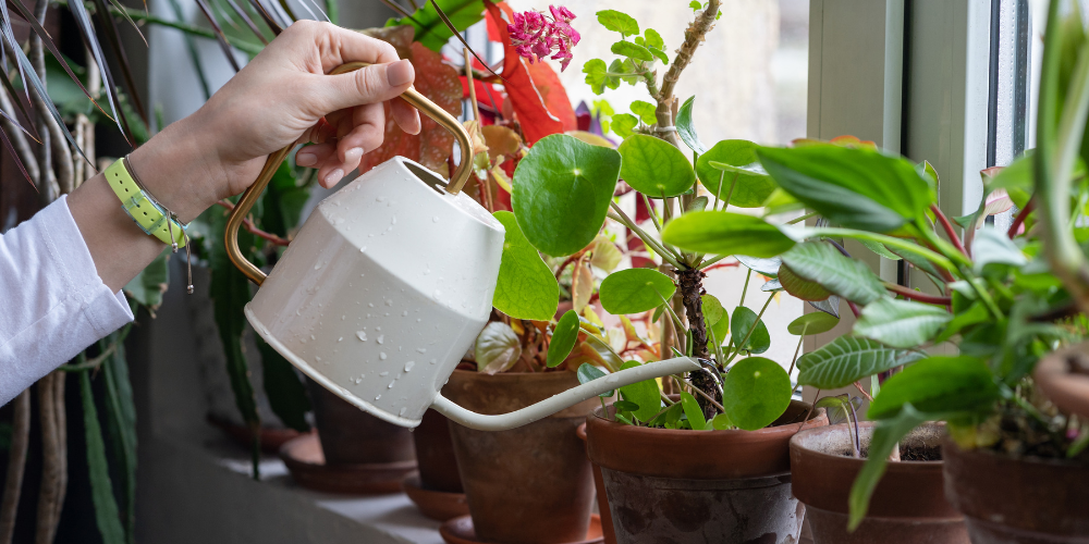 Salisbury Greenhouse-Sherwood Park-Alberta-How Houseplants Improve Mood and Mind-watering plants