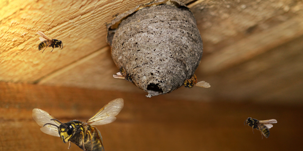 Salisbury Greenhouse-Sherwood Park-Alberta-How to get rid of wasps-wasp nest