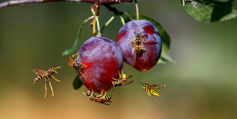 Salisbury Greenhouse-Sherwood Park-Alberta-How to get rid of wasps-wasps on plum tree