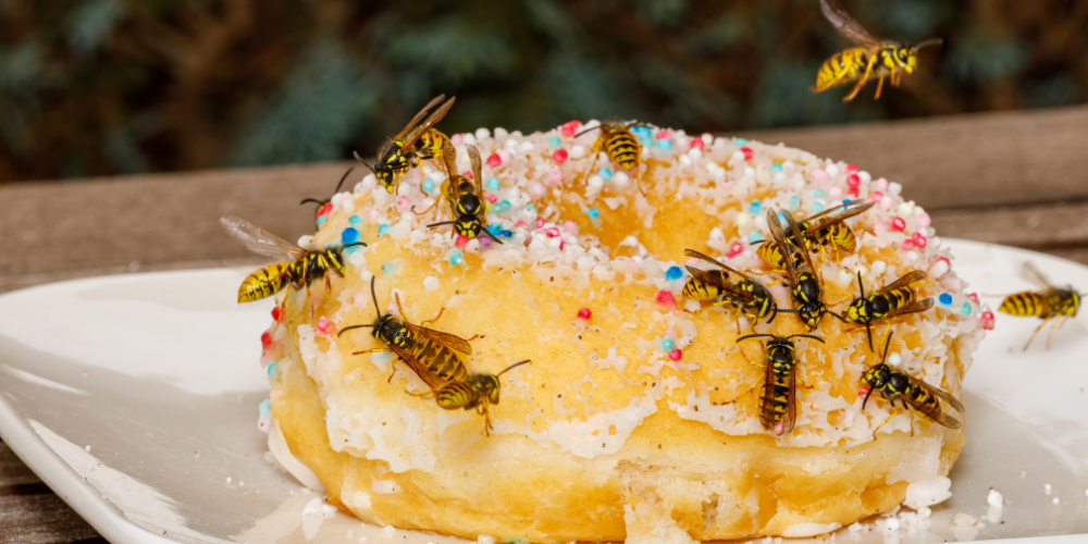 Salisbury Greenhouse-Sherwood Park-Alberta-How to get rid of wasps-wasps swarming donut on plate 