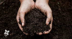 Salisbury Greenhouse-Sherwood Park-Alberta-Improving Your Soil This Fall For Better Results Next Seaso-Hero