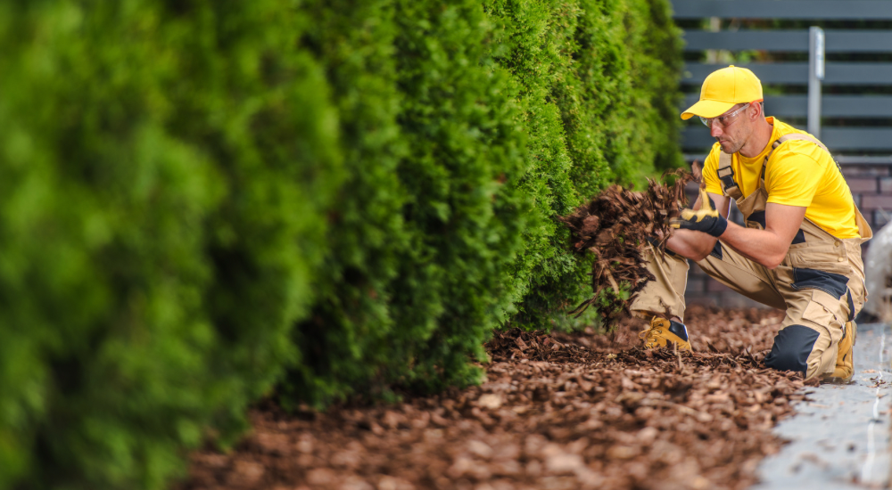 Salisbury Greenhouse-Sherwood Park-Alberta-Improving Your Soil This Fall For Better Results Next Season-Mulch around Shrubs
