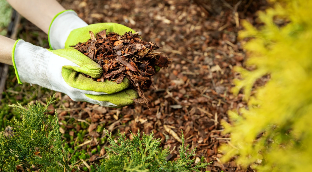 Salisbury Greenhouse-Sherwood Park-Alberta-Improving Your Soil This Fall For Better Results Next Season-Mulch