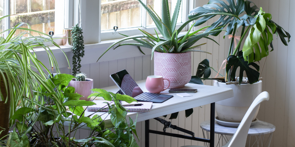 Salisbury Greenhouse-Sherwood Park-Alberta-Indoor Gardening-home office with plants on desk