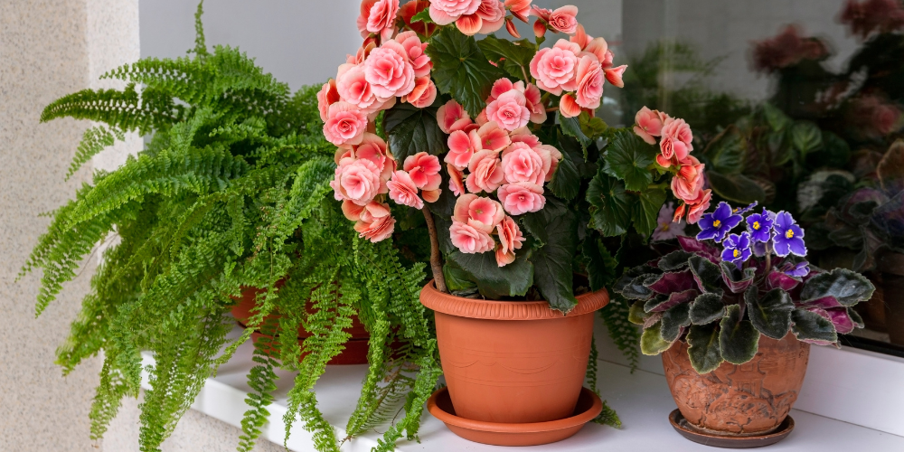 Salisbury Greenhouse-Sherwood Park-Alberta-Indoor Gardening-potted plants on window sill