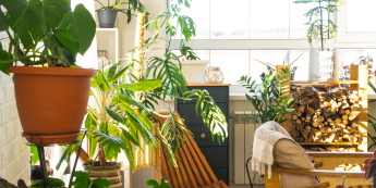 Salisbury Greenhouse-Sherwood Park-Alberta-Indoor Gardening-room with natural light-houseplants