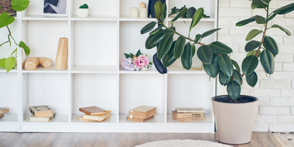 Salisbury Greenhouse-Sherwood Park-Alberta-Indoor Gardening-rubber tree in living room