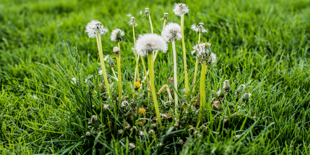 Salisbury Greenhouse-Sherwood Park-Alberta-Late Summer Lawn Fertilizer-dandelions growing on lawn