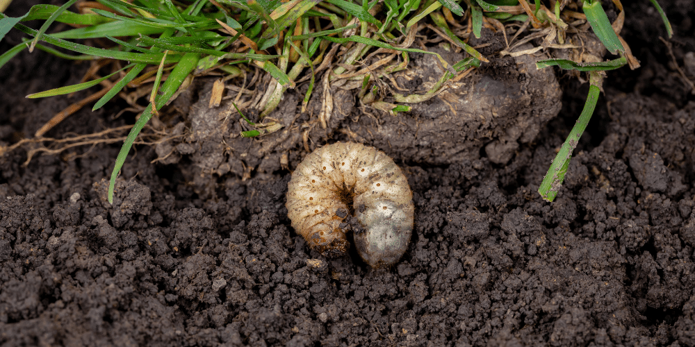 Salisbury Greenhouse-Sherwood Park-Alberta-Late Summer Lawn Fertilizer-grub in lawn 