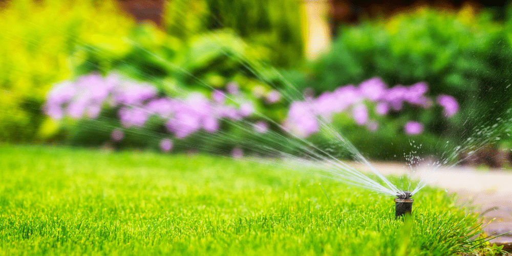 Salisbury Greenhouse-Sherwood Park-Alberta-Late Summer Lawn Fertilizer-sprinkler watering lawn