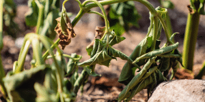 Salisbury Greenhouse-Sherwood Park-Alberta-Managing Heat Stress-dry wilting flowers in heatwave