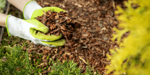 Salisbury Greenhouse-Sherwood Park-Alberta-Managing Heat Stress-gardener applying mulch to garden to retain moisture 