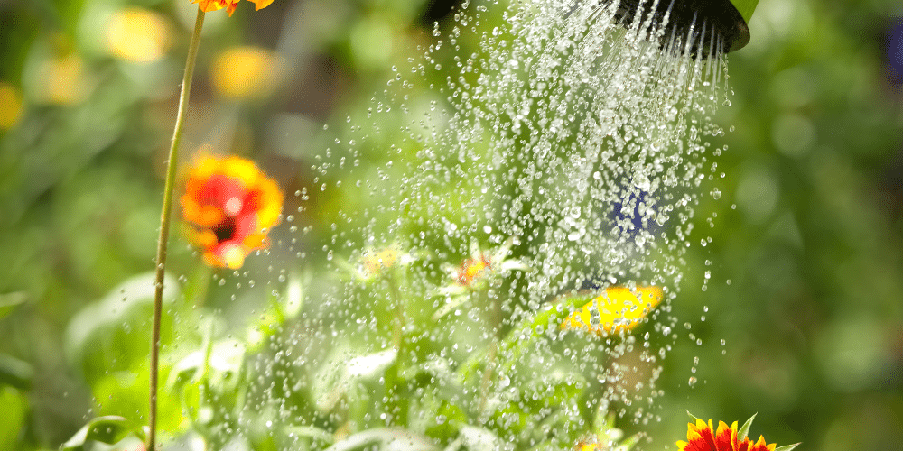 Salisbury Greenhouse-Sherwood Park-Alberta-Managing Heat Stress-watering flowers on hot day