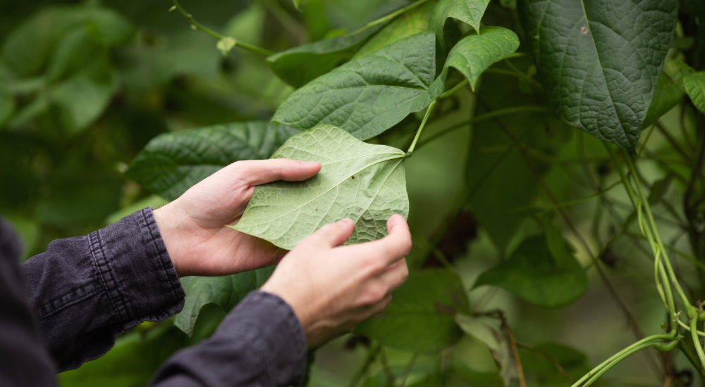 Salisbury Greenhouse-Sherwood Park-Alberta-Mid-Summer Pest Check-What to Look For-Inspecting Leaf