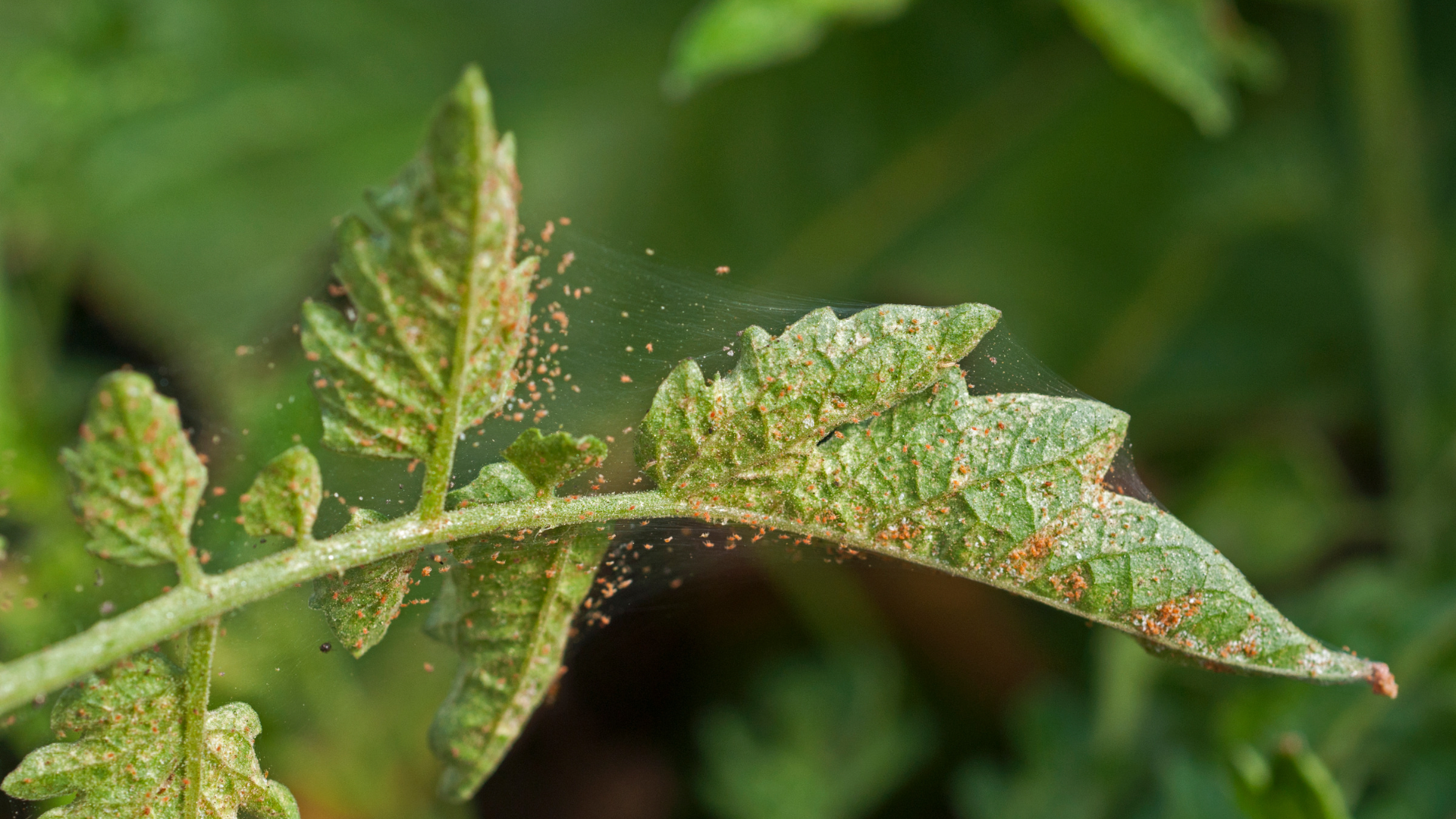 Salisbury Greenhouse-Sherwood Park-Alberta-Mid-Summer Pest Check-What to Look For-Spider Mite Webbing