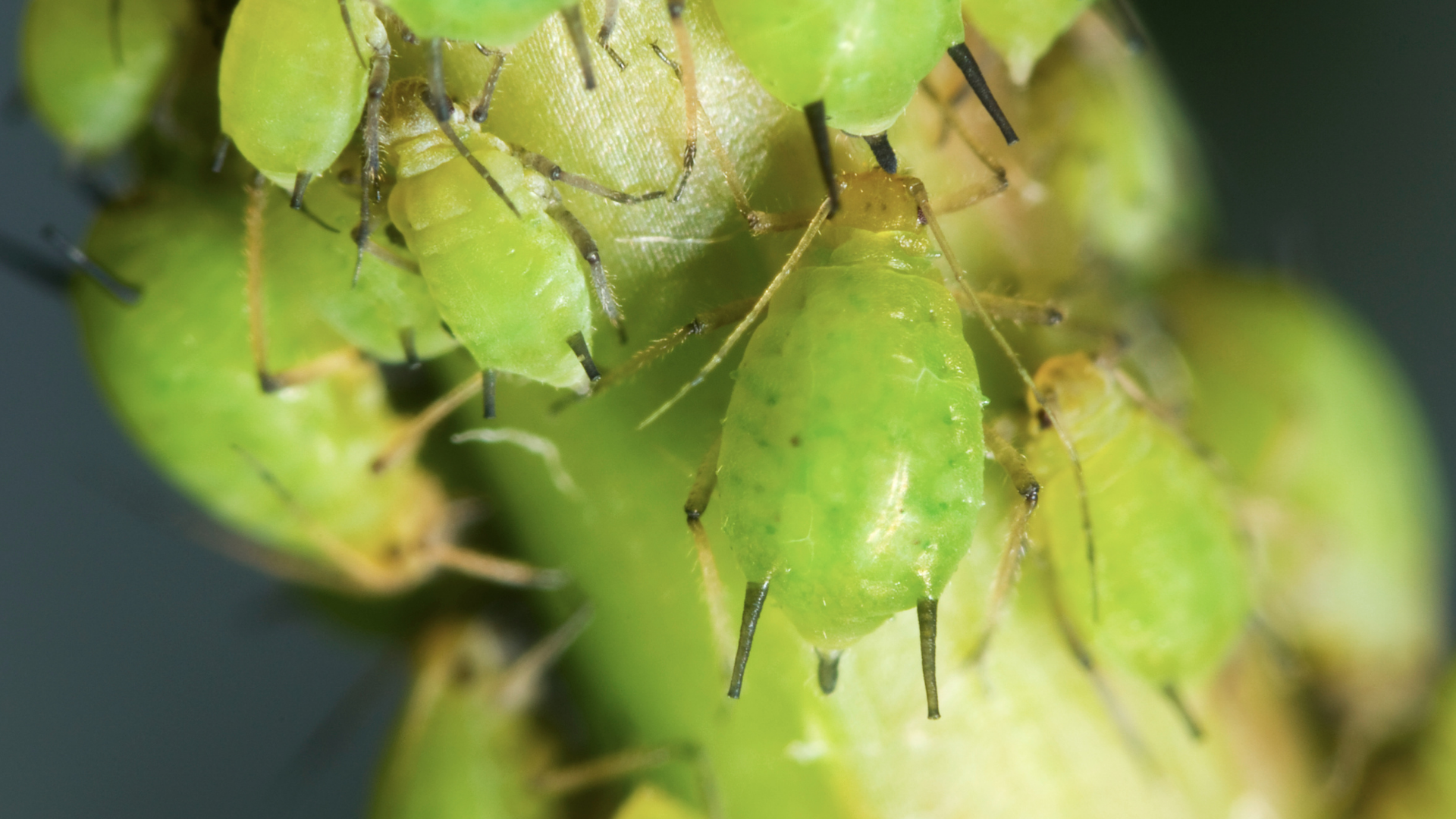 Salisbury Greenhouse-Sherwood Park-Alberta-Mid-Summer Pest Check-What to Look For- What to Look For-Aphid