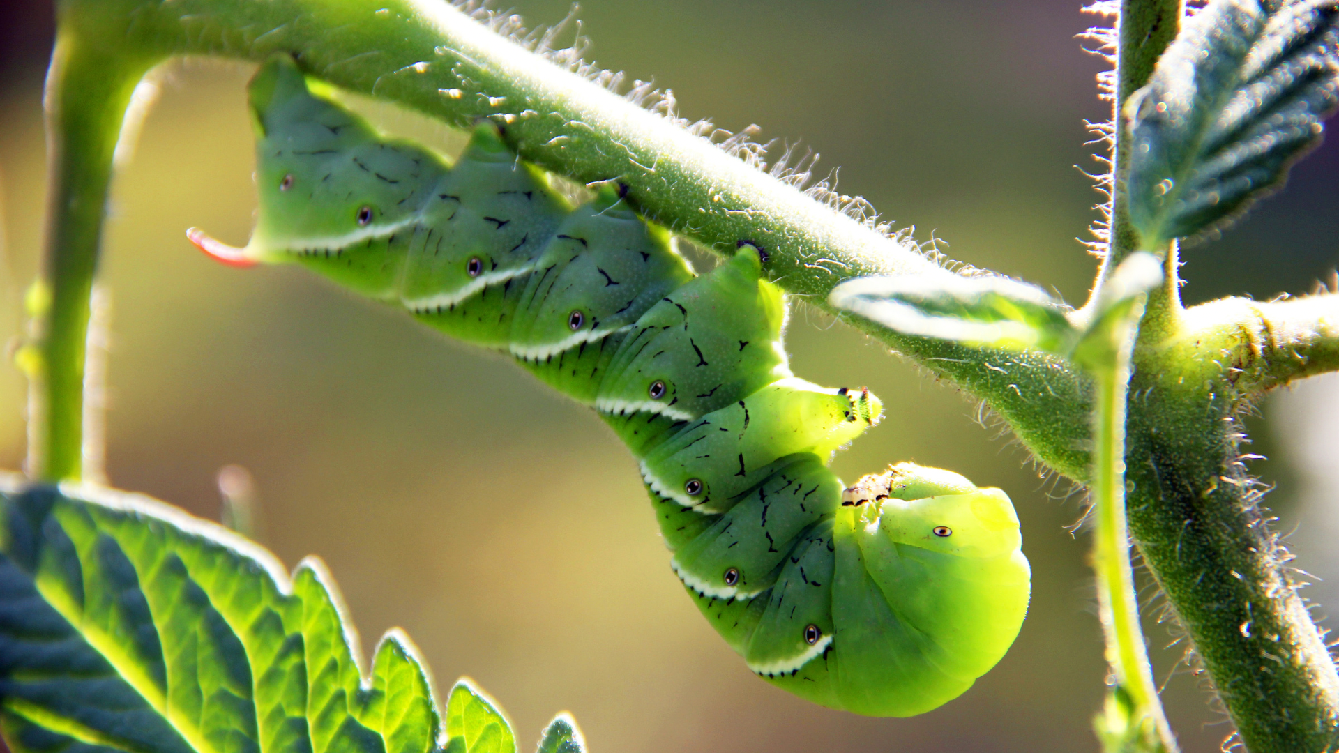 Salisbury Greenhouse-Sherwood Park-Alberta-Mid-Summer Pest Check-What to Look For- What to Look For-Tomato hornworm