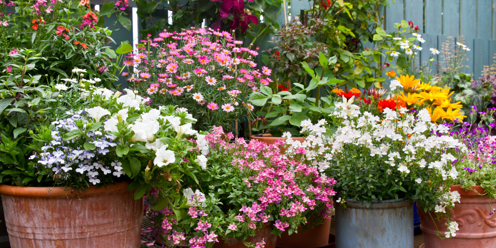 Salisbury Greenhouse-Sherwood Park-Alberta-Mid summer garden maintenance-flower pots filled with summer flowers