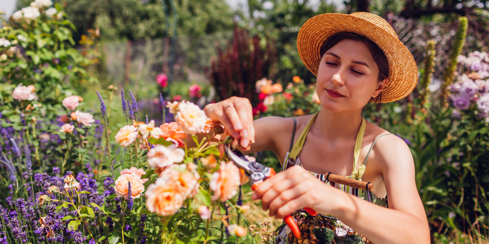 Salisbury Greenhouse-Sherwood Park-Alberta-Mid summer garden maintenance-woman gardener pruning roses in summer