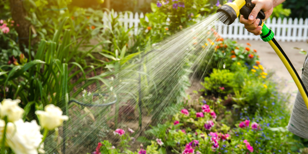 Salisbury Greenhouse-Sherwood Park-Alberta-Mid summer garden maintenance-woman watering garden with hose