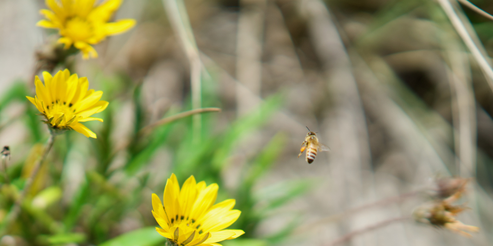 Salisbury Greenhouse-Sherwood Park-Alberta-Native Perennials-bee hovering around yellow asters