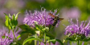 Salisbury Greenhouse-Sherwood Park-Alberta-Native Perennials-bees pollinating bee balm 