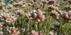 Salisbury Greenhouse-Sherwood Park-Alberta-Native PerennialsRosy pussytoes