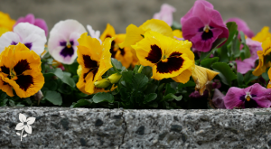 Salisbury Greenhouse-Sherwood Park-Alberta-Pansies-Built for Alberta Spring