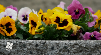 Salisbury Greenhouse-Sherwood Park-Alberta-Pansies-Built for Alberta Spring