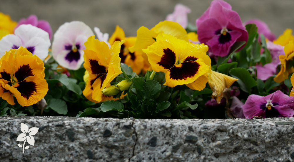 Salisbury Greenhouse-Sherwood Park-Alberta-Pansies-Built for Alberta Spring