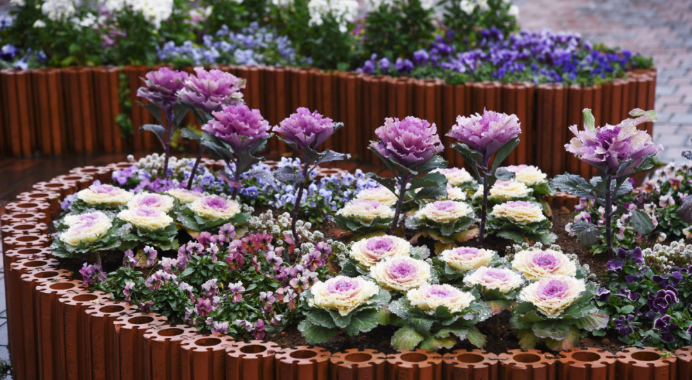 Salisbury Greenhouse-Sherwood Park-Alberta-Planning Your Autumn Garden Now-Autumn Refresh Your Garden Annuals