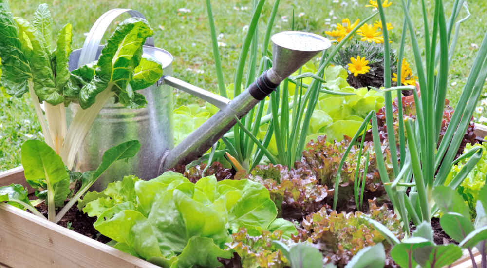 Salisbury Greenhouse-Sherwood Park-Alberta-Planning Your Autumn Garden Now-Autumn Vegetable Garden
